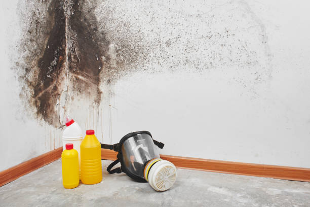 Best Mold Remediation  in Savannah, TN