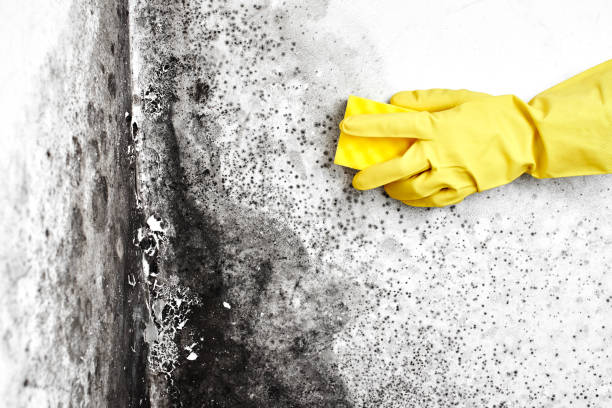 Best Mold Removal Company Near Me  in Savannah, TN