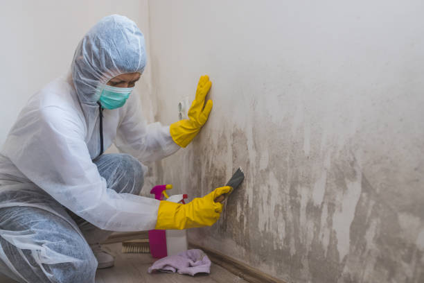 Best Toxic Mold Removal  in Savannah, TN