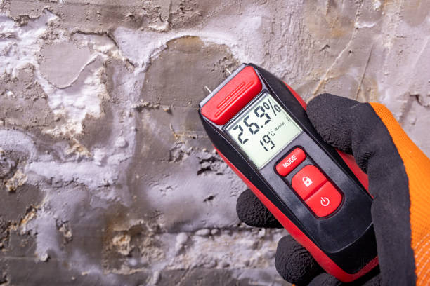 Best Toxic Mold Removal  in Savannah, TN