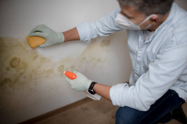 Best Local Mold Removal Service  in Savannah, TN