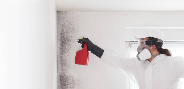 Best Mold Cleaning Services  in Savannah, TN