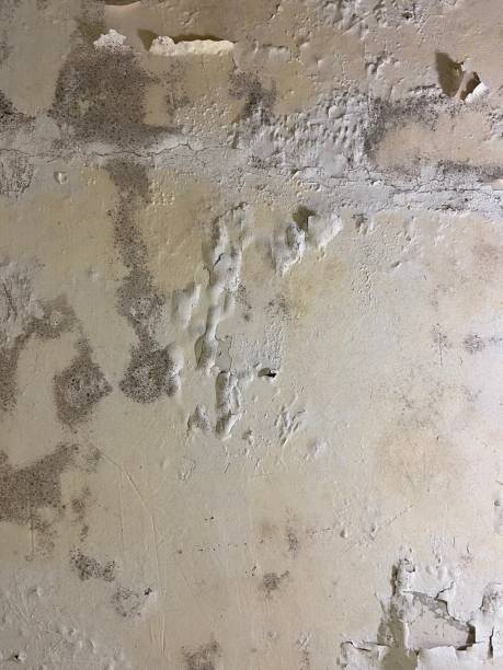Best Toxic Mold Removal  in Savannah, TN