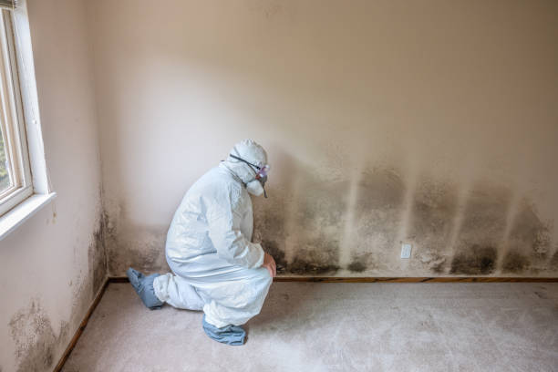 Best Mold Damage Repair  in Savannah, TN