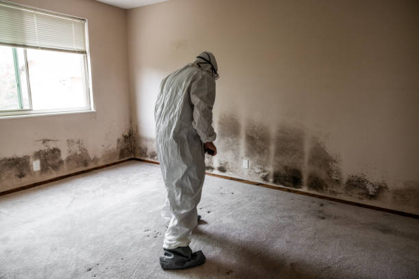 Best Commercial Mold Removal  in Savannah, TN