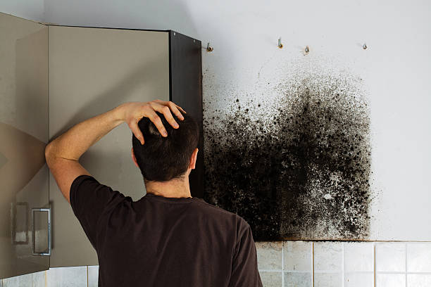 Best Residential Mold Removal  in Savannah, TN